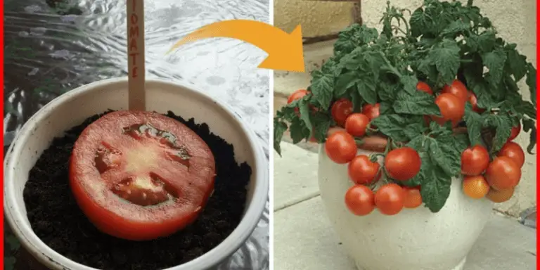 8 formas diferentes de plantar tomates ¡compruébalo!